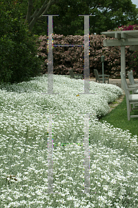 Picture of Cerastium tomentosum 