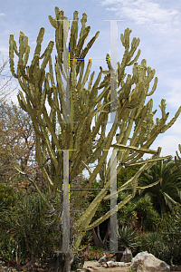 Picture of Euphorbia tetragona 