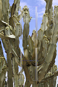 Picture of Euphorbia tetragona 