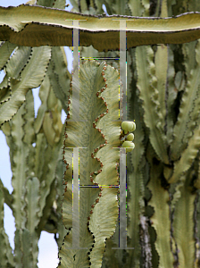 Picture of Euphorbia tetragona 