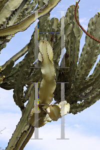 Picture of Euphorbia tetragona 