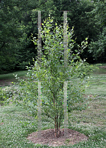 Picture of Betula nigra 