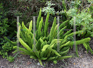 Picture of Asparagus densiflorus 'Myers'