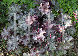 Picture of Heuchera  'Amethyst Myst'