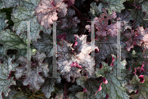 Picture of Heuchera  'Amethyst Myst'