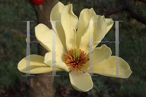 Picture of Magnolia x 'Butterflies'