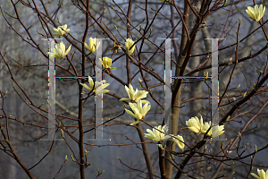 Picture of Magnolia x 'Butterflies'