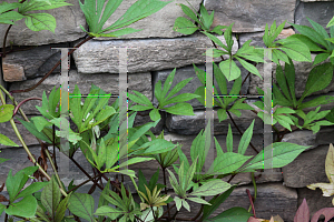 Picture of Ipomoea batatas 'Sweet Caroline Guacamole'