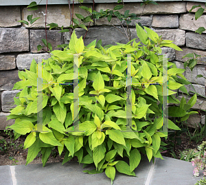 Picture of Salvia elegans 'Golden Delicious'