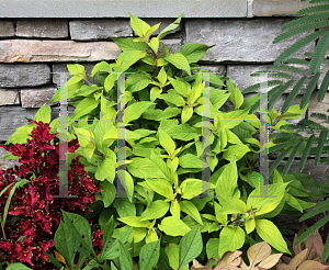 Picture of Salvia elegans 'Golden Delicious'