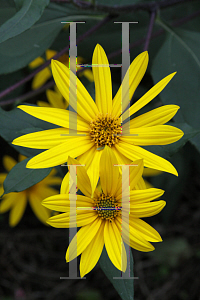 Picture of Helianthus tuberosus 