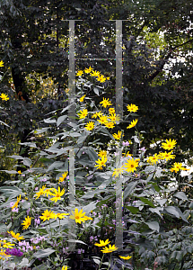 Picture of Helianthus tuberosus 