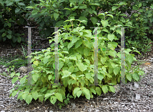 Picture of Cornus sanguinea 'Cato (Artic Sun)'