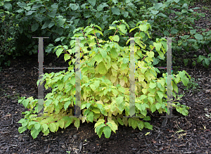 Picture of Cornus sanguinea 'Cato (Artic Sun)'