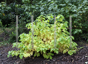 Picture of Cornus sanguinea 'Cato (Artic Sun)'