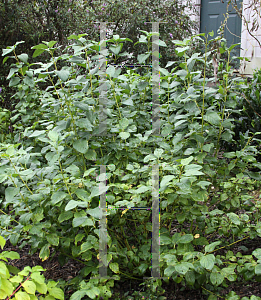 Picture of Cornus alba 'Bud's Yellow'