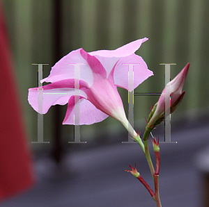 Picture of Mandevilla x amoena 'Alice du Pont'