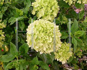 Picture of Hydrangea paniculata 'Jane (Little Lime)'