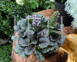 Picture of Ajuga reptans 'Binblasca (Black Scallop)'