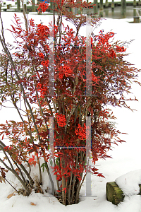 Picture of Nandina domestica 