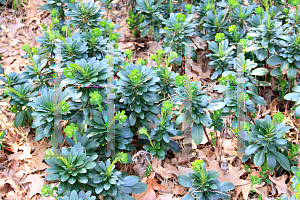 Picture of Euphorbia amygdaloides var. robbiae 