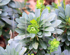 Picture of Euphorbia amygdaloides var. robbiae 