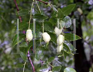 Picture of Ziziphus jujuba 