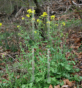 Picture of Sinapis arvensis 