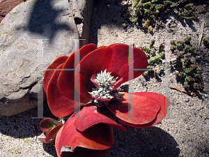 Picture of Kalanchoe luciae 