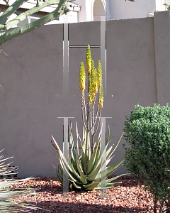 Picture of Aloe vera 