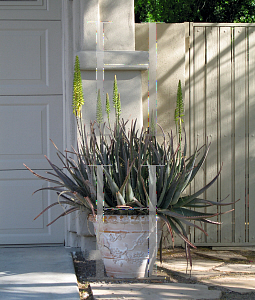 Picture of Aloe vera 