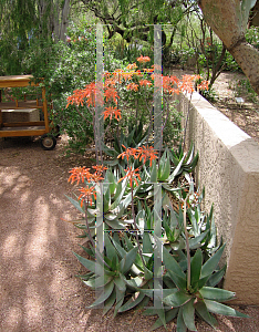Picture of Aloe vera 
