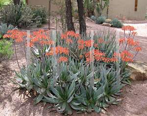 Picture of Aloe vera 