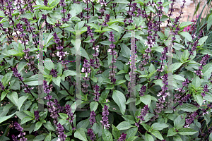 Picture of Ocimum basilicum 'Siam Queen'