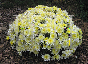 Picture of Dendranthema x grandiflorum 'Monica'