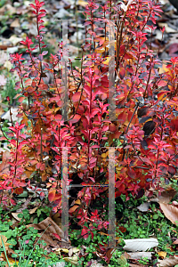 Picture of Enkianthus campanulatus 'Red Bells'