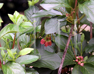 Picture of Enkianthus campanulatus 'Red Bells'