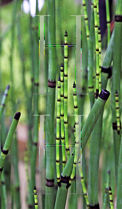 Picture of Equisetum hyemale 