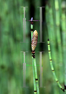 Picture of Equisetum hyemale 