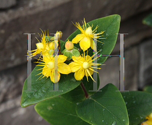 Picture of Hypericum  'Kolmbeau (Mystical Beauty)'