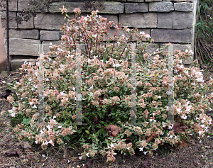 Picture of Abelia x grandiflora 'Abelops (Sunshine Daydream)'