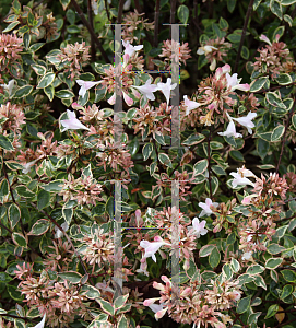 Picture of Abelia x grandiflora 'Abelops (Sunshine Daydream)'