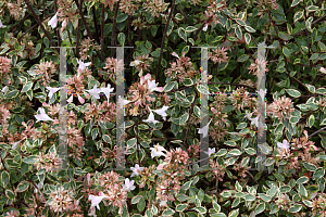 Picture of Abelia x grandiflora 'Abelops (Sunshine Daydream)'