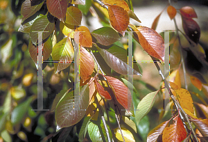 Picture of Prunus x yedoensis 'Purpendens'