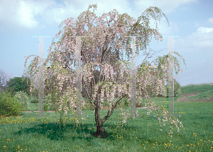 Picture of Prunus x yedoensis 'Purpendens'