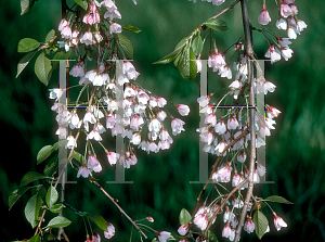 Picture of Prunus x yedoensis 'Purpendens'