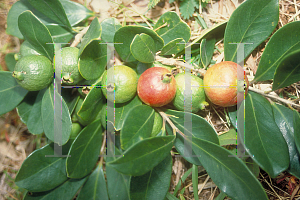 Picture of Psidium guajava 