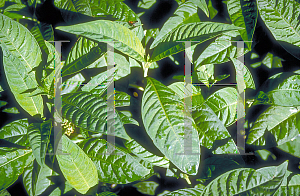 Picture of Psychotria nervosa 