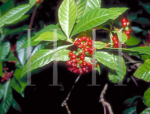 Picture of Psychotria nervosa 