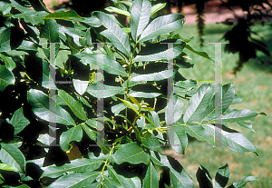 Picture of Pterocarya stenoptera 